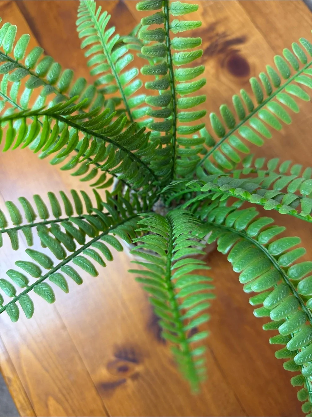 Faux Fern | Cream Tan Textured Ceramic Pot | Minimalist | Houseplant | Green